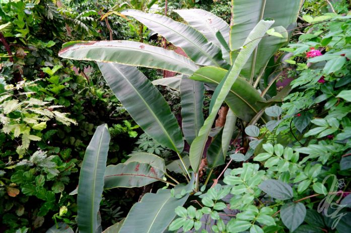 Rainforest at The Eden Project