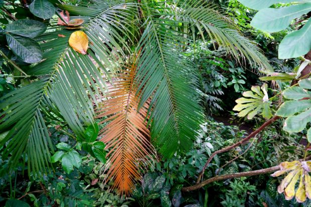 Rainforest at The Eden Project