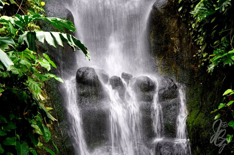 Rainforest at The Eden Project