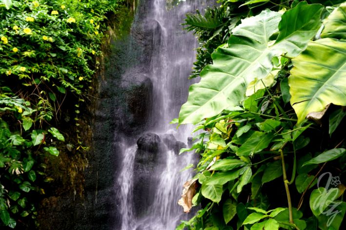 Rainforest at The Eden Project