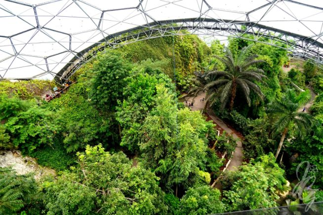 Rainforest at The Eden Project