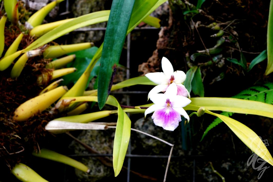 Rainforest at The Eden Project