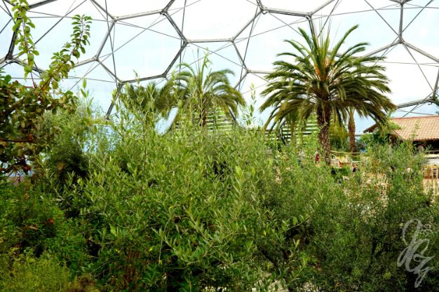 Mediterranean Biome at The Eden Project