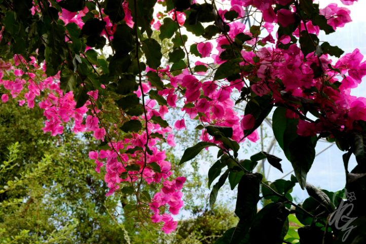 Mediterranean Biome at The Eden Project