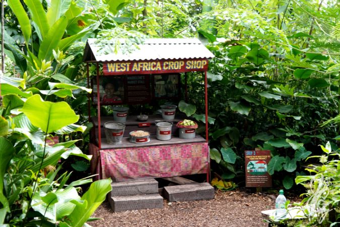 Rainforest at The Eden Project