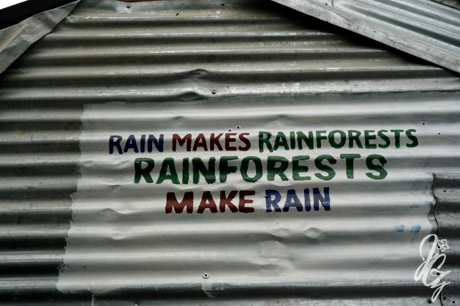 Rainforest at The Eden Project