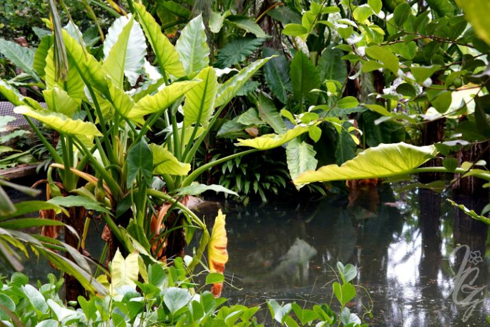 Rainforest at The Eden Project