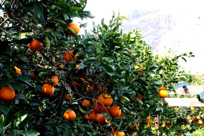 Finca Laja in Gran Canaria