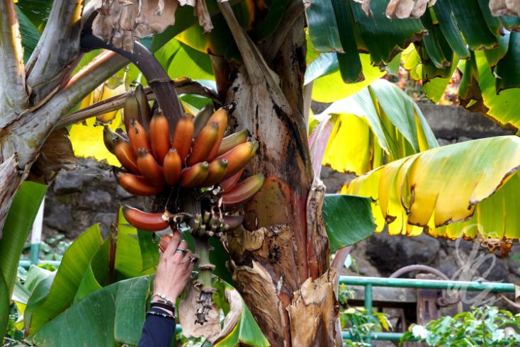 Finca Laja in Gran Canaria