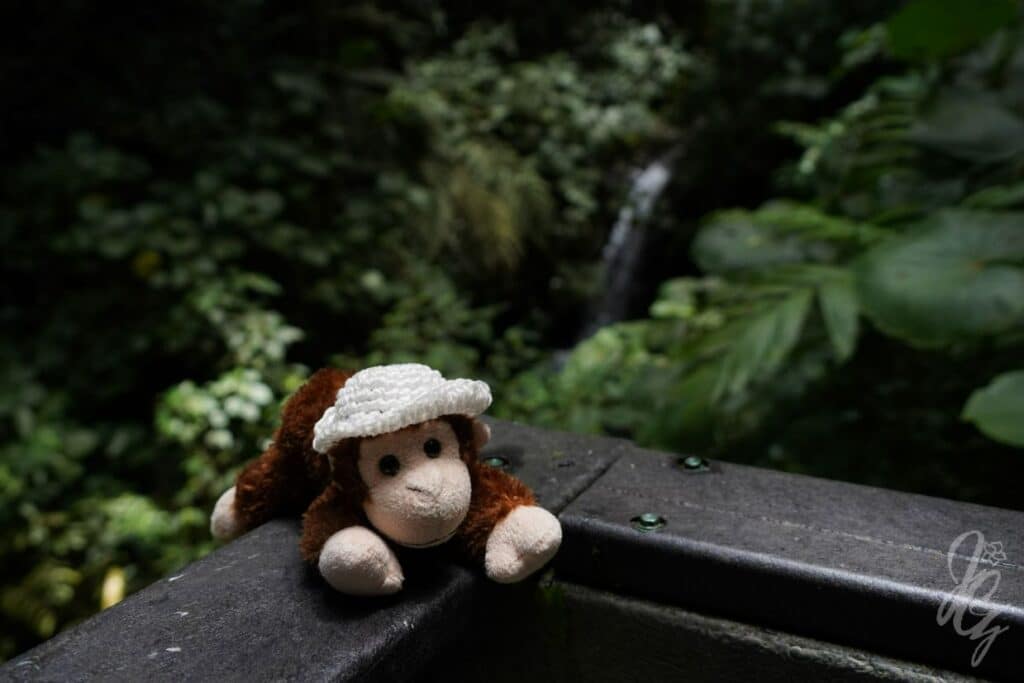 Charlie in the Rainforest in Costa Rica