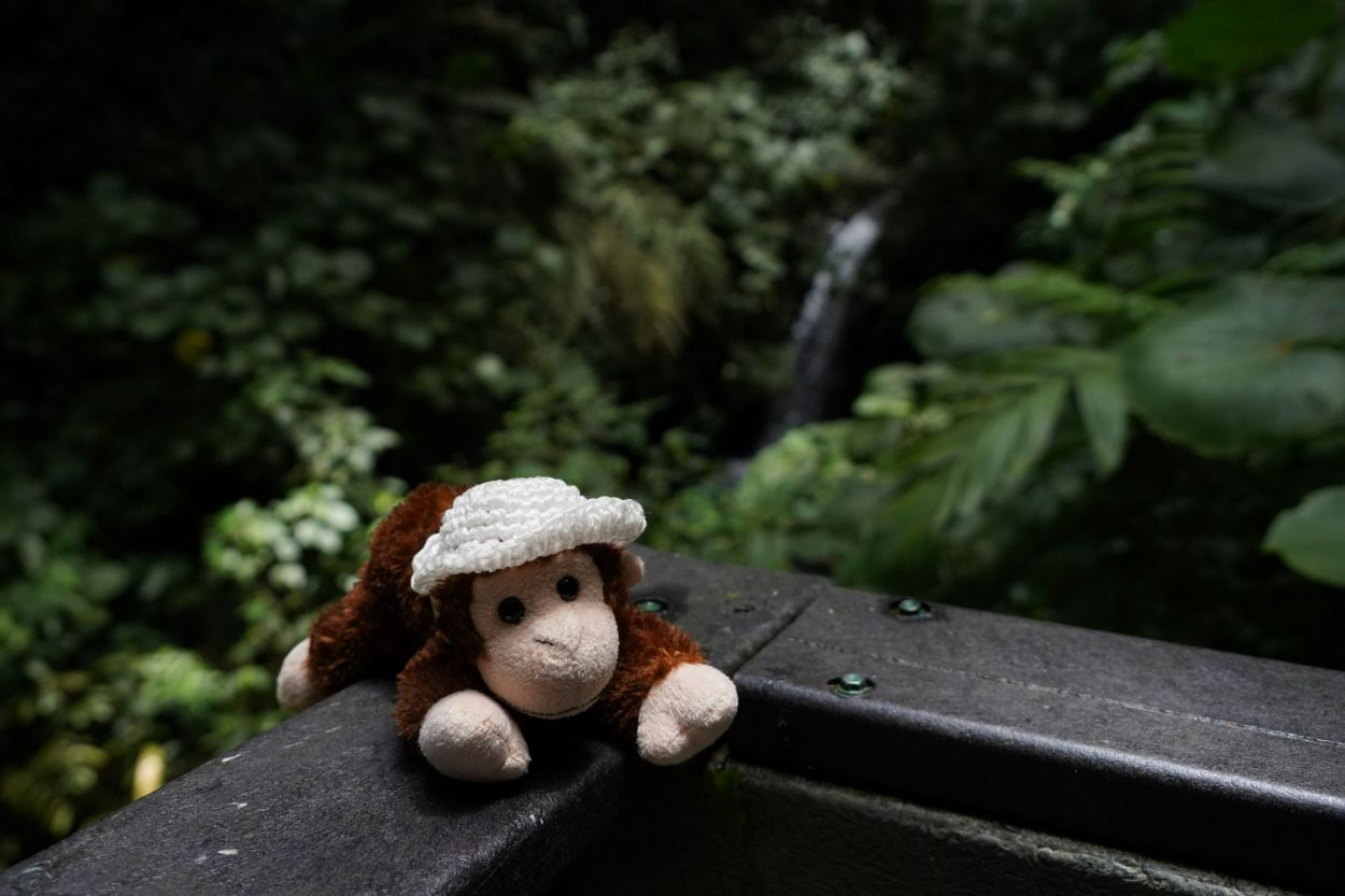 Charlie at Monteverde Cloud Forest