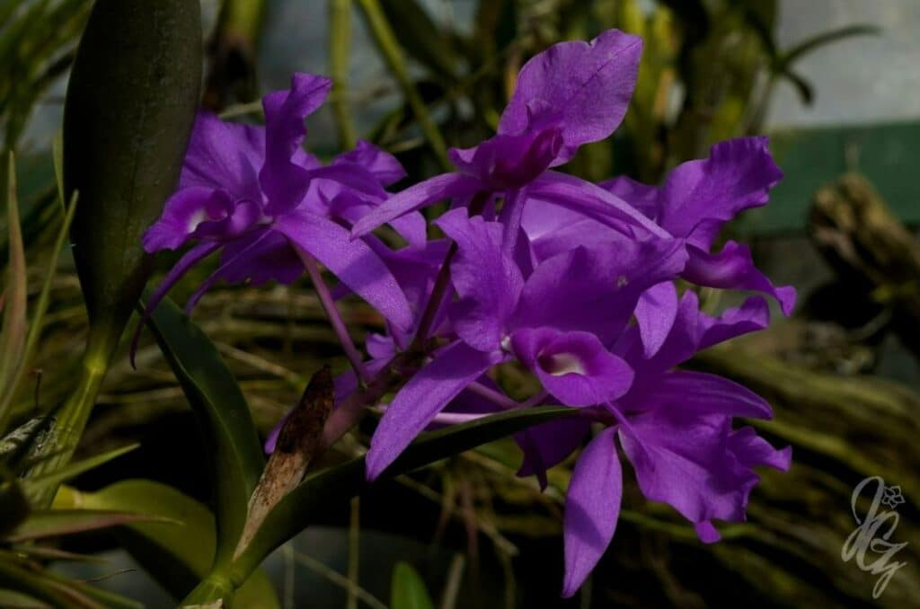Costa Rican Orchid