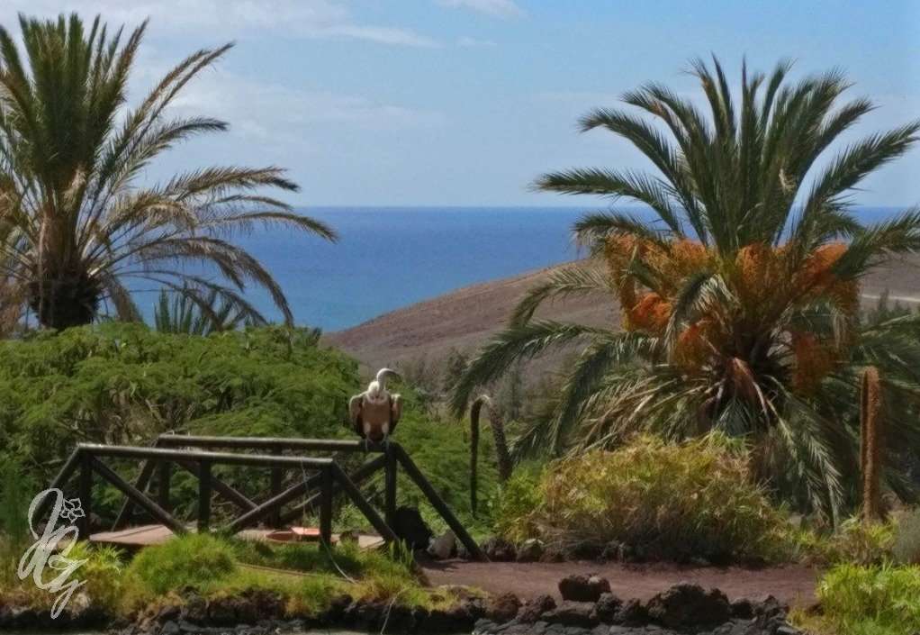 At the Oasis Park just before the start of the eagle show