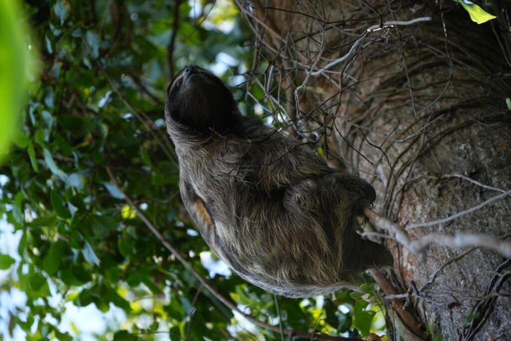 Sloth in Cahuita National Park