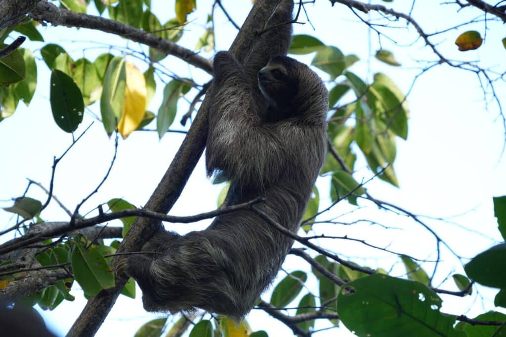 Sloth in Cahuita National Park