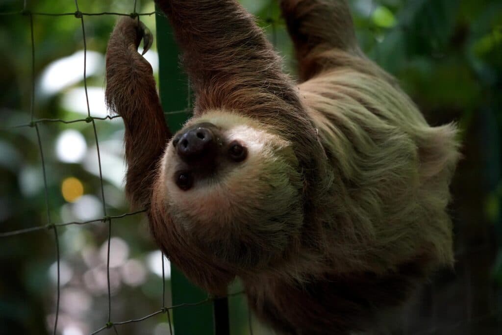 Sloth in Puerto Viejo