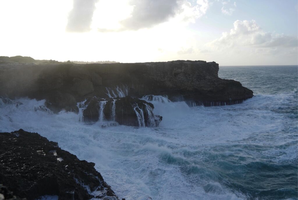 Animal Flower Cave in Barbados