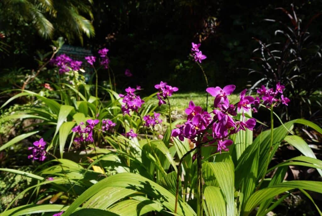 Hunte's Gardens in Barbados