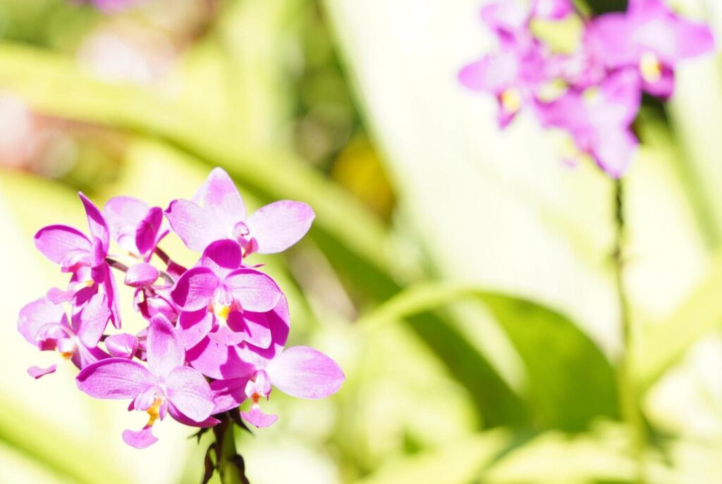 Hunte's Gardens in Barbados