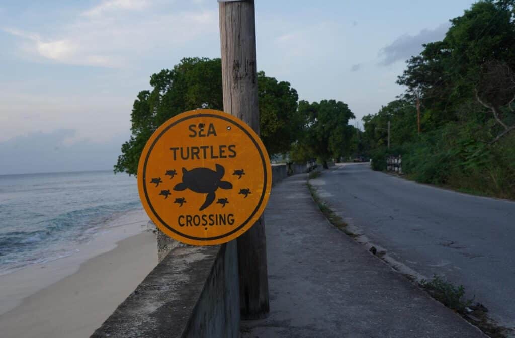 sea turtle crossing sign