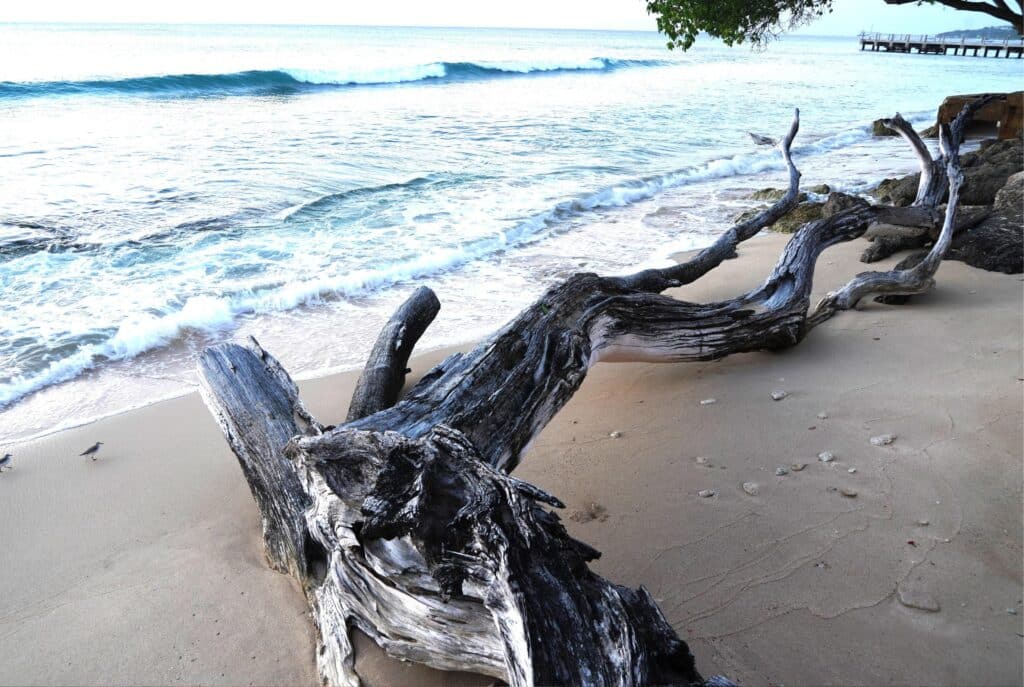 Beach in Speightstown