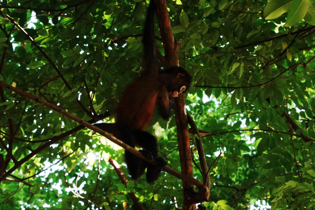Monkey in the osa peninsula