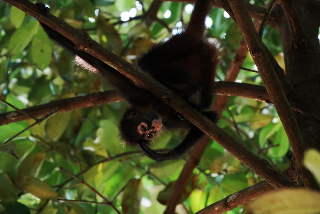 Monkey in the osa peninsula