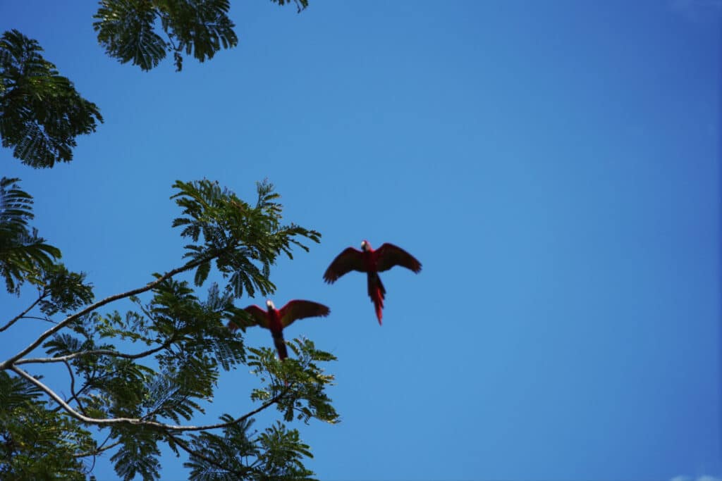 Macaws in the osa peninsula