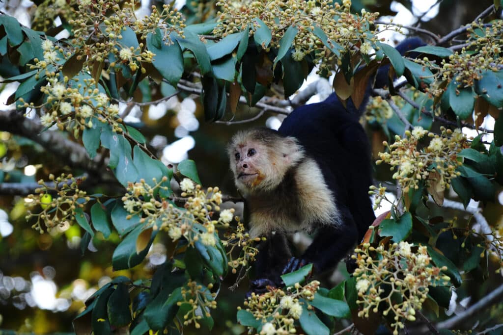Monkey in the osa peninsula