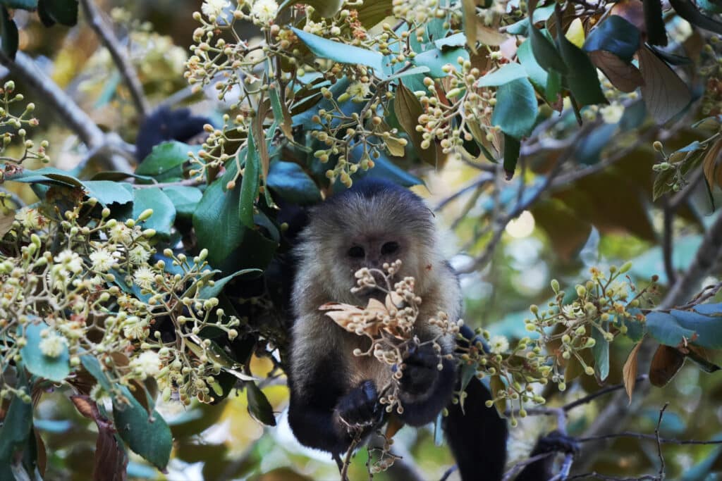 Monkey in the osa peninsula