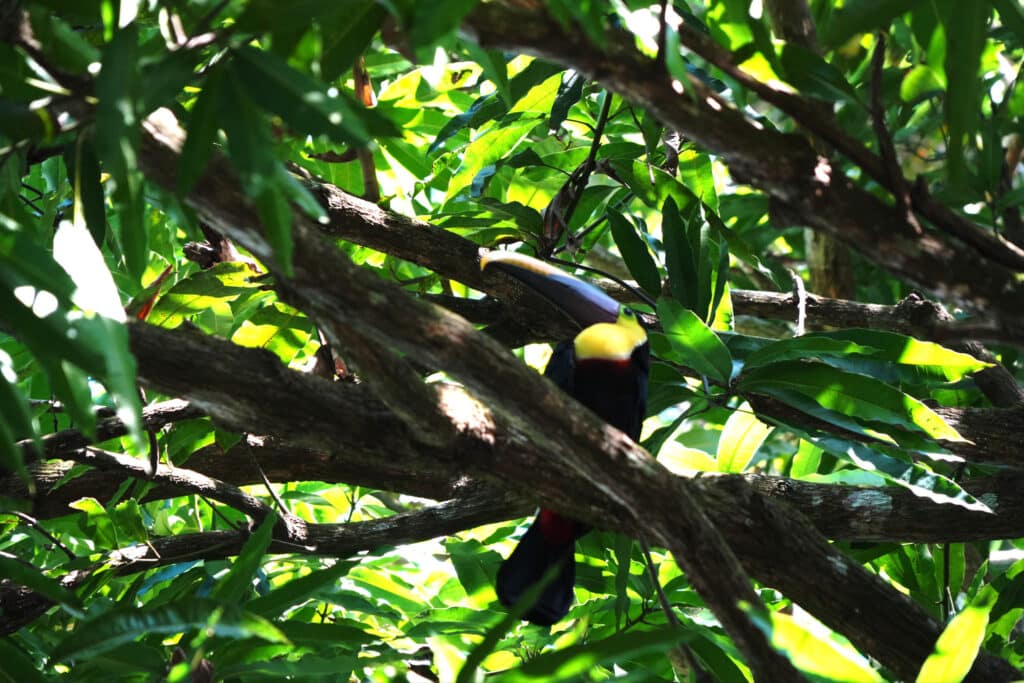 Toucan in the osa peninsula