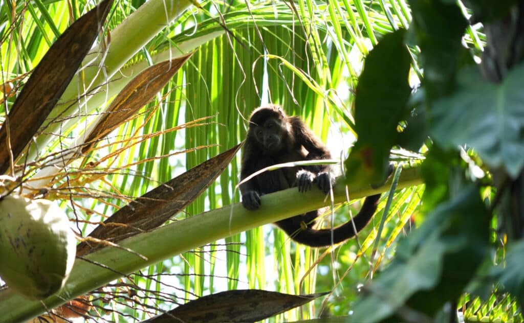 Cahuita National Park