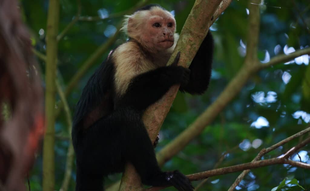 Cahuita National Park