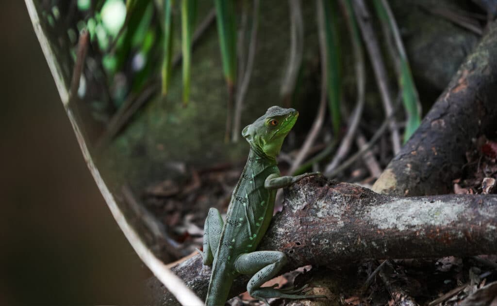 Cahuita National Park