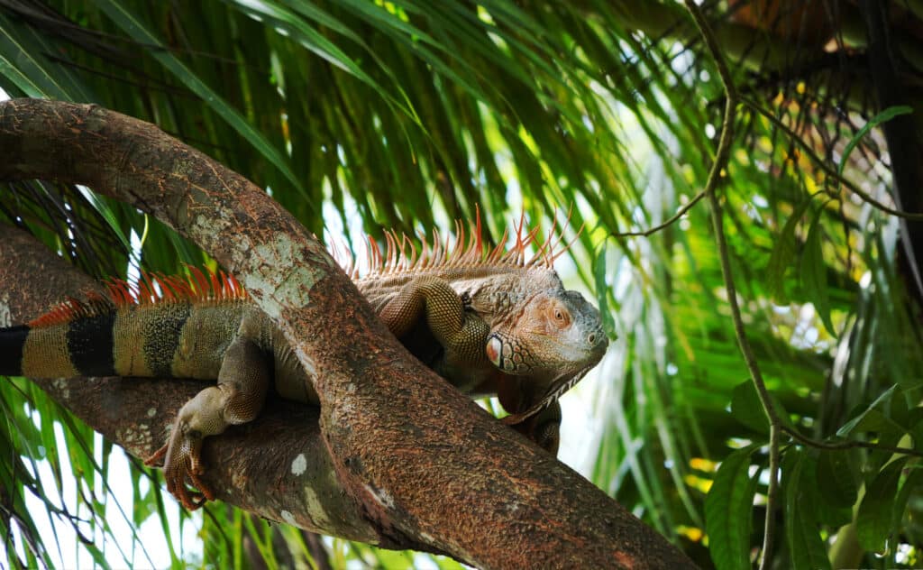 Cahuita National Park
