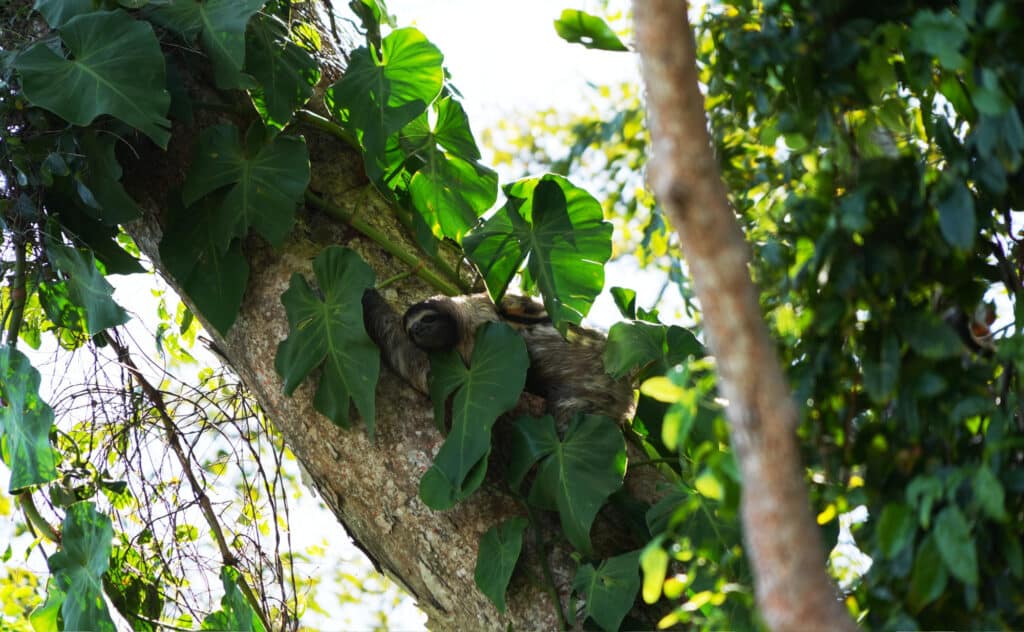 Sloth in Cahuita National Park