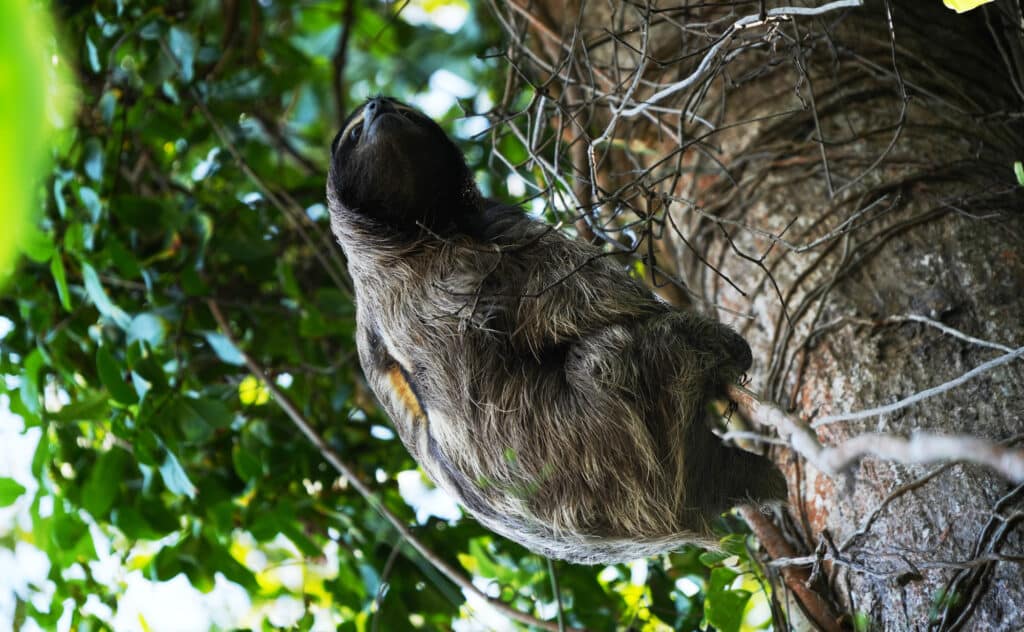 Sloth in Cahuita National Park