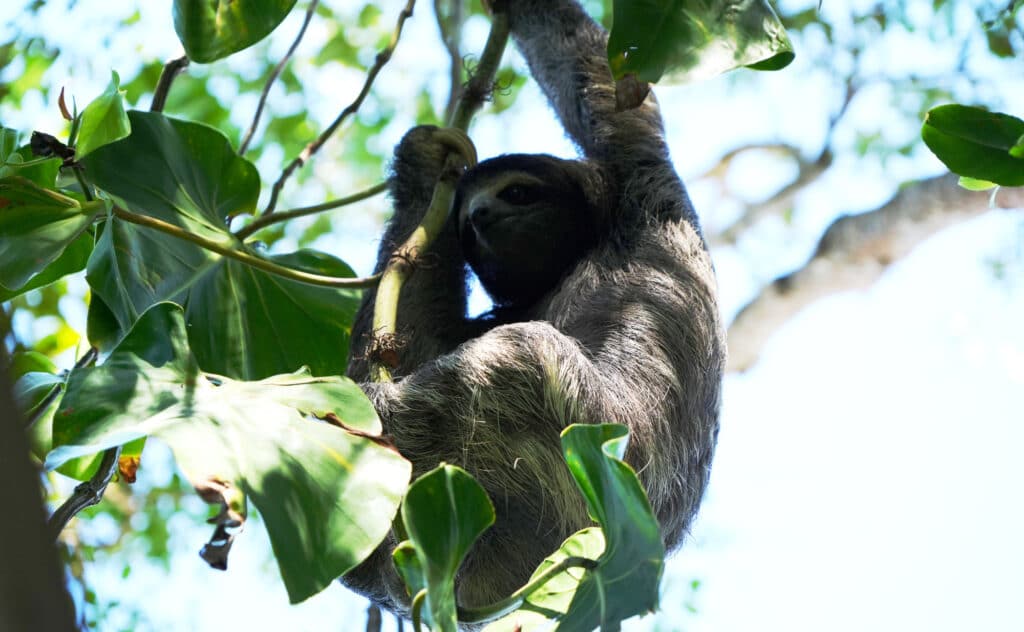 Sloth in Cahuita National Park