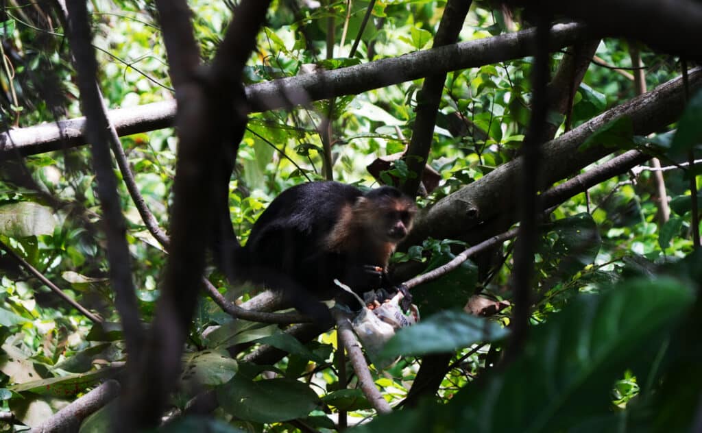 Cahuita National Park