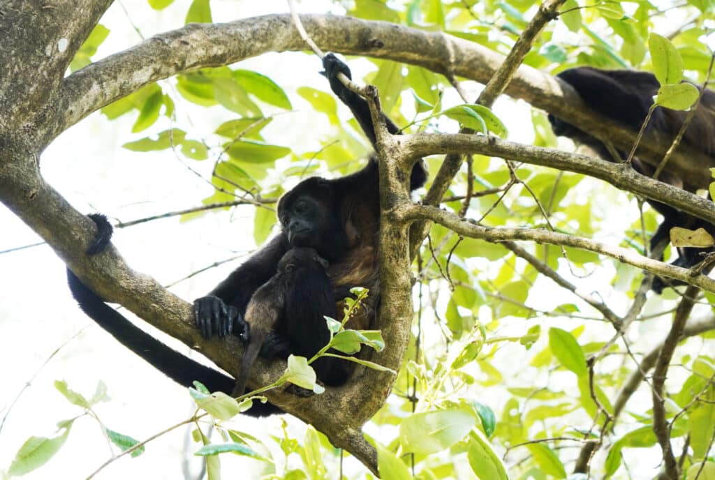 Howler monkey in Costa Rica