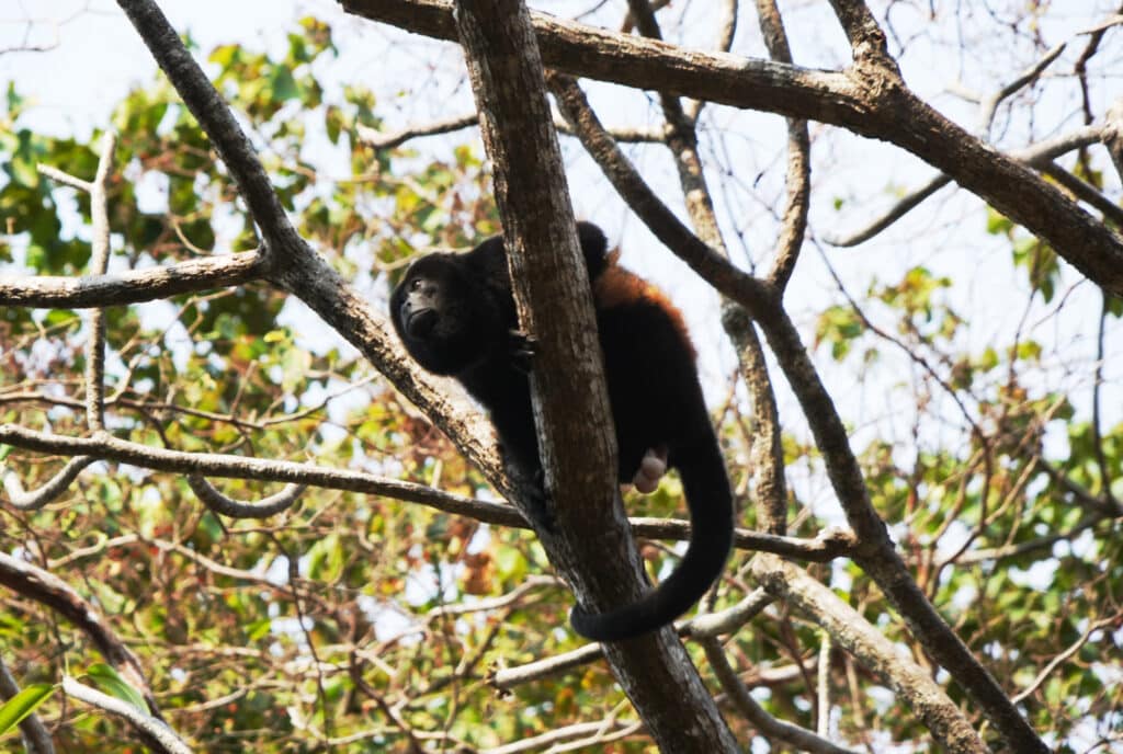 Howler monkey in Costa Rica