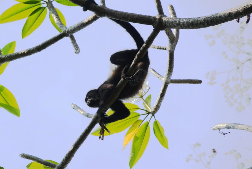 Howler monkey in Costa Rica