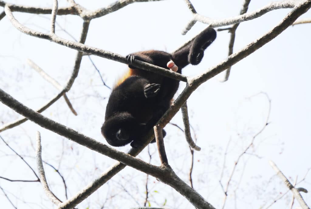 Howler monkey in Costa Rica