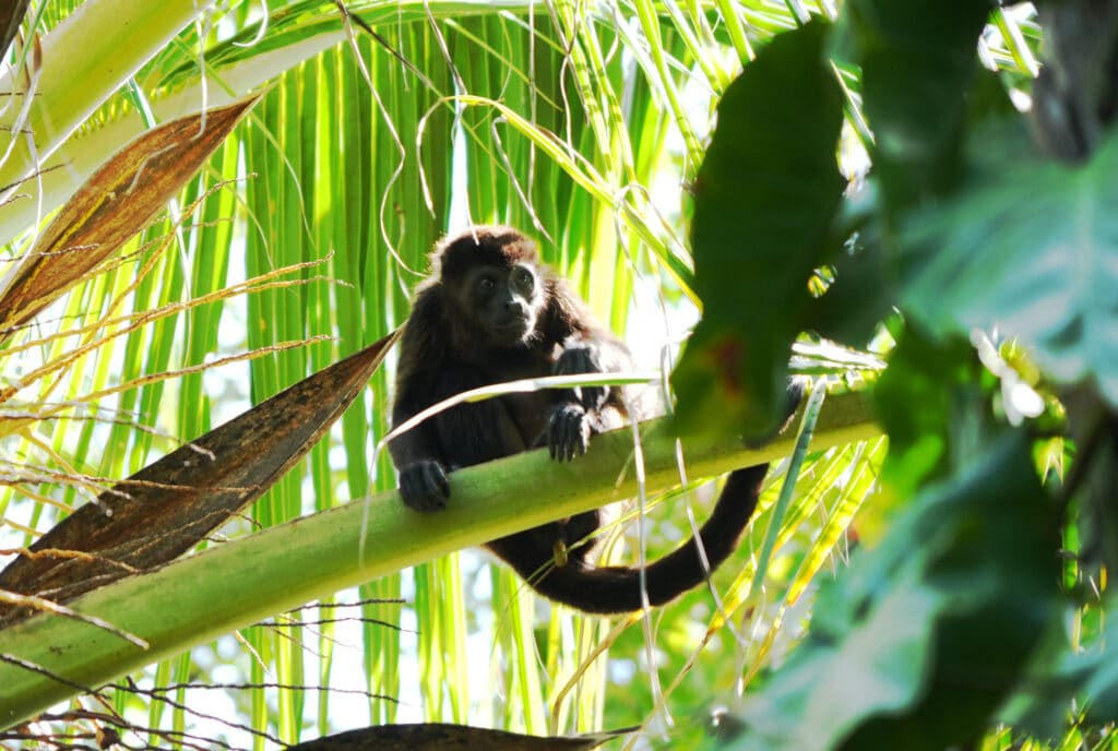 Howler monkey in Costa Rica