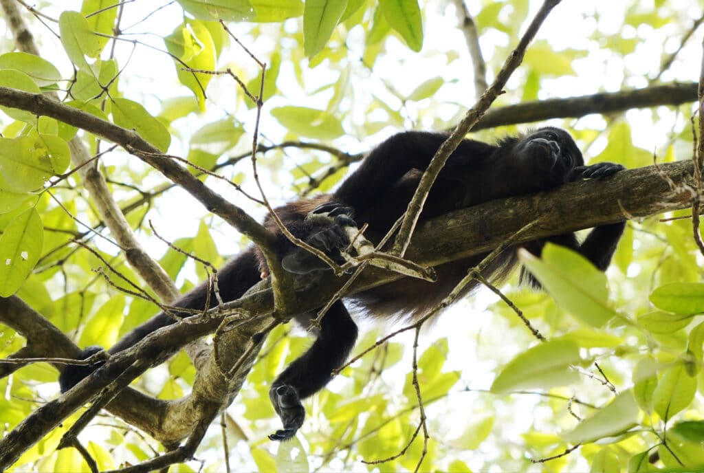 Howler monkey in Costa Rica