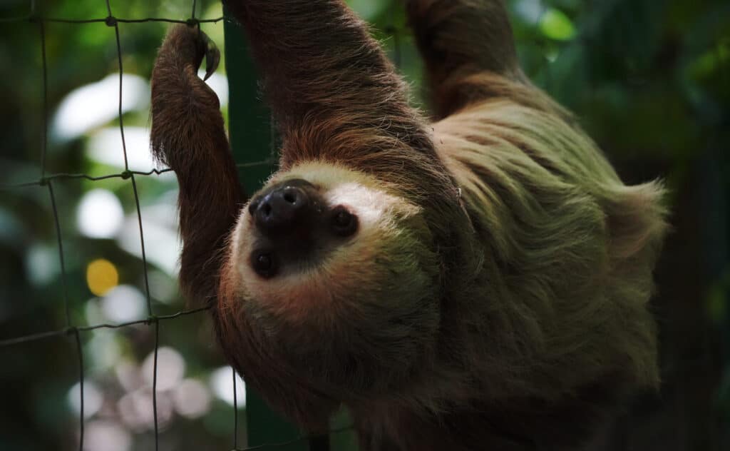 Jaguar Rescue Centre in Puerto Viejo