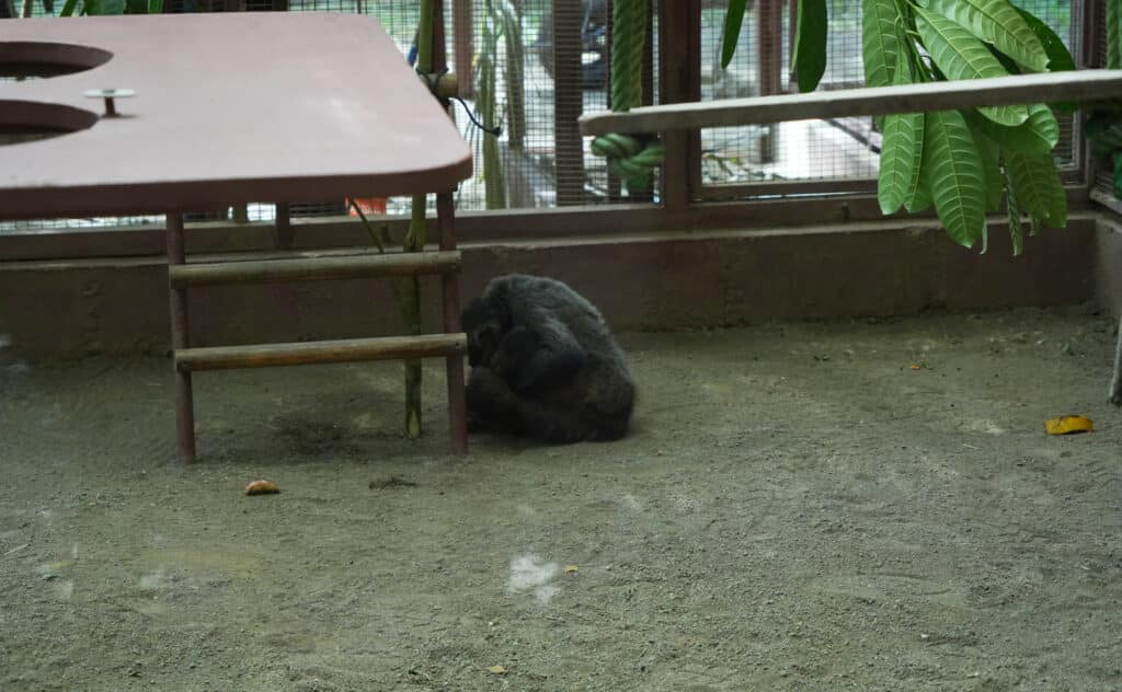 Jaguar Rescue Centre in Puerto Viejo
