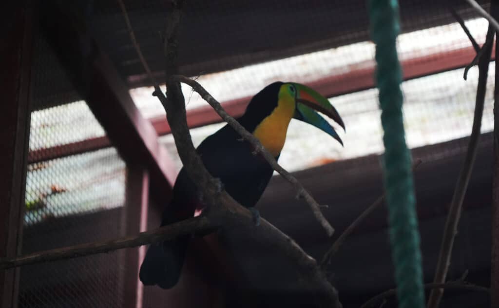 Jaguar Rescue Centre in Puerto Viejo