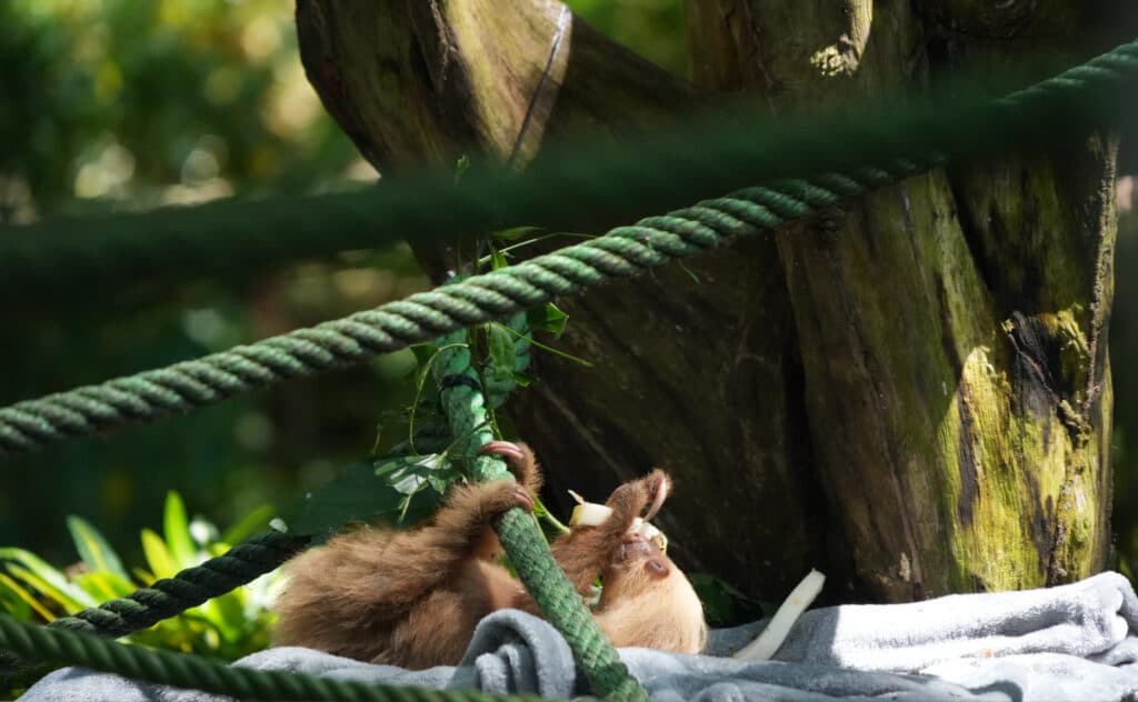 Jaguar Rescue Centre in Puerto Viejo