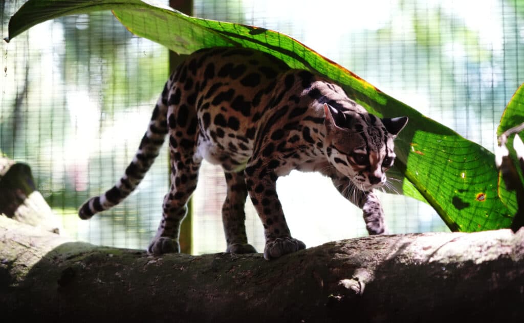 Jaguar Rescue Centre in Puerto Viejo